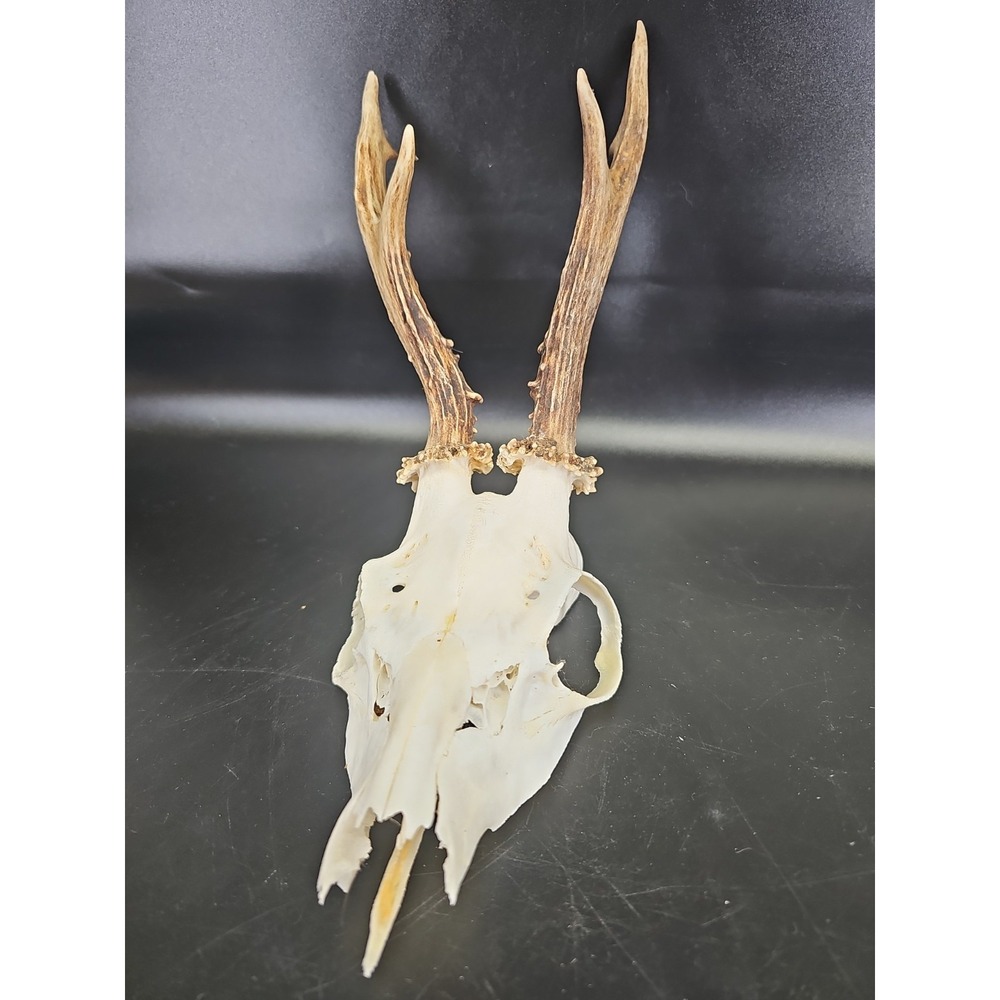 Real Deer Antler with Skull Wall Hanging Vintage Black Forest German Anlers #11